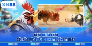 Ga28 Đá Gà Xn88 - Sới Kê Trực Tiếp 4k Rinh Thưởng Tiền Tỷ